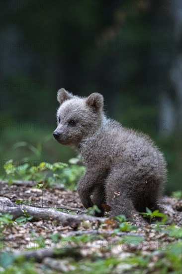 European brown bear