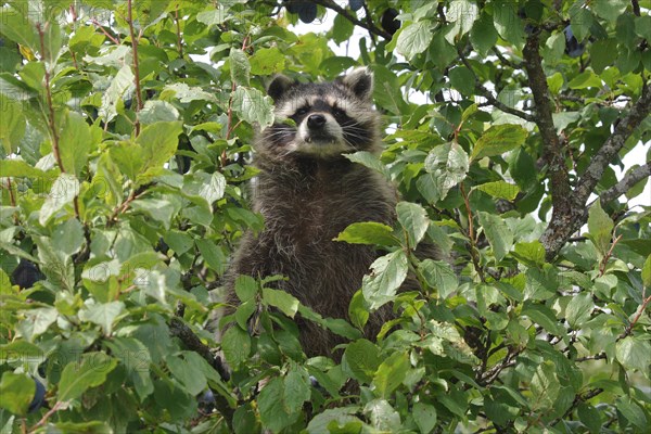 Raccoon