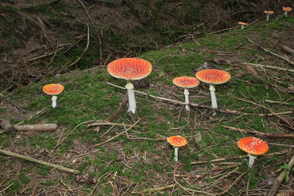 Fly agaric