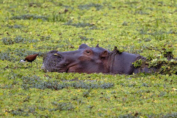 Hippopotamus