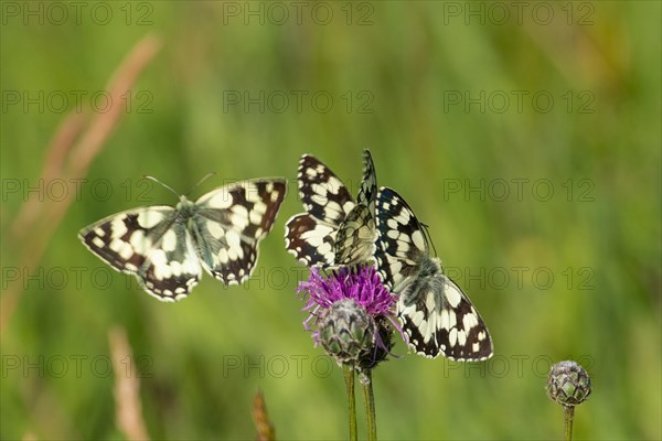 Marbled white three butterflies sitting on red flower and flying seeing differently
