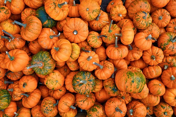 Many small orange 'Jack Be Little' pumpkins