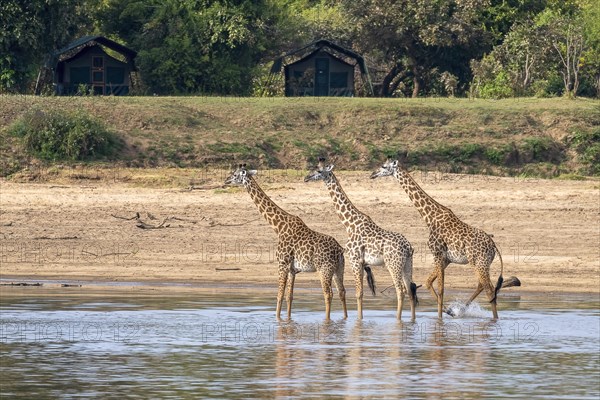 Rhodesian giraffe