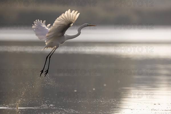 Great egret