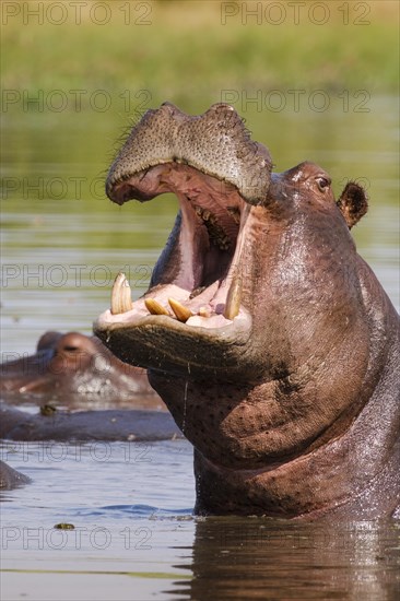 Hippo