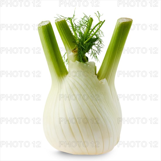 Fresh fennel isolated on white background