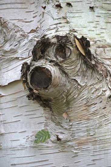 Himalayan birch