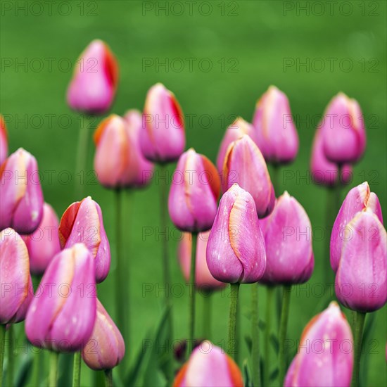 Pink tulips