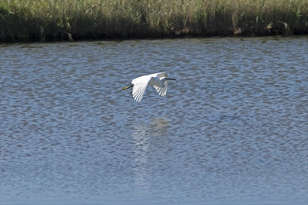 Little Egret