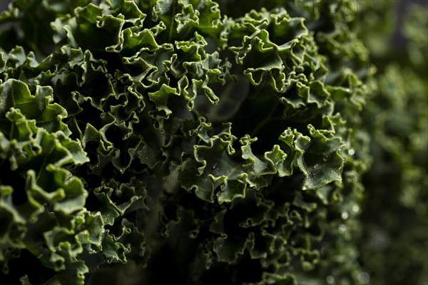 Close up shot kale