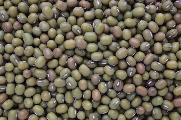 Mung bean