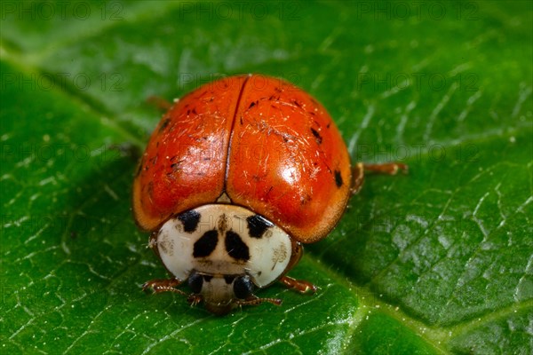 Asian ladybird sitting on green leaf from the front