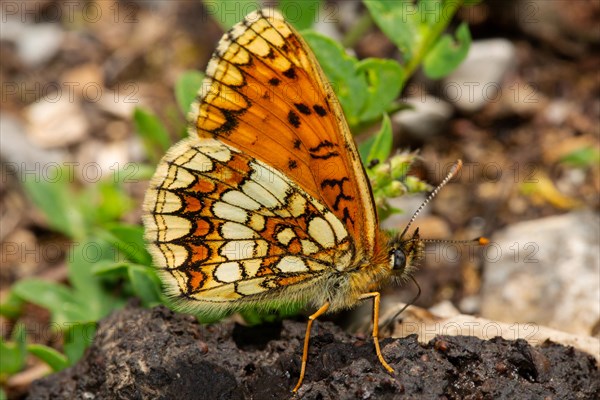 Valerian fritillary