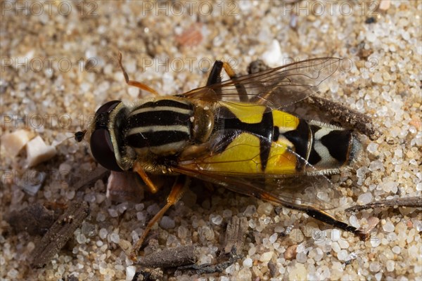 Large marsh hoverfly sitting on sandy bottom seen on left side