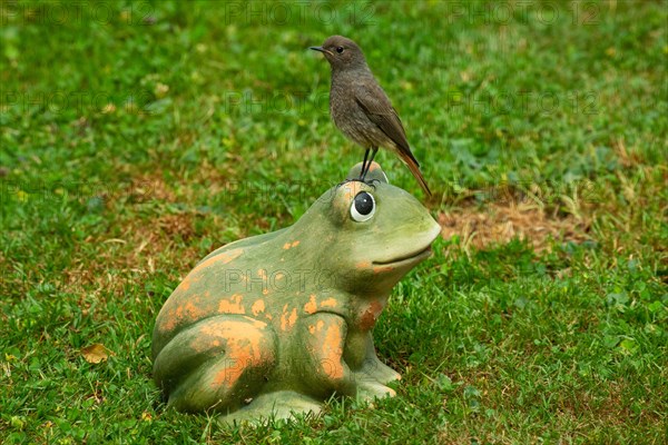 House Redstart standing on frog in green grass looking left