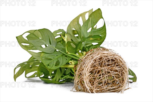 Bare water roots of tropical Monstera houseplant on white background