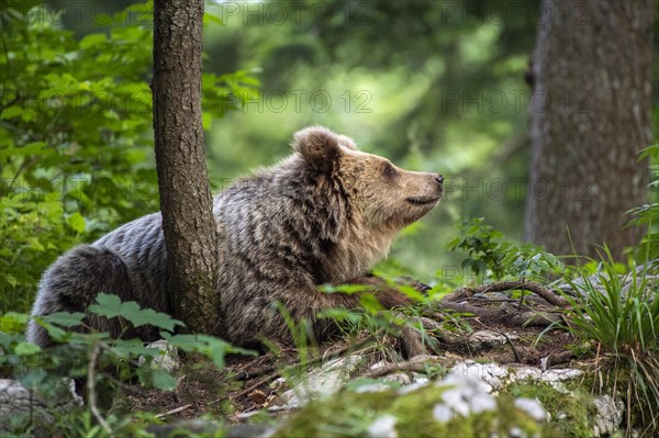 European brown bear