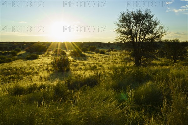 Beautiful wide landscape with green bushes and trees of the Kalahari desert