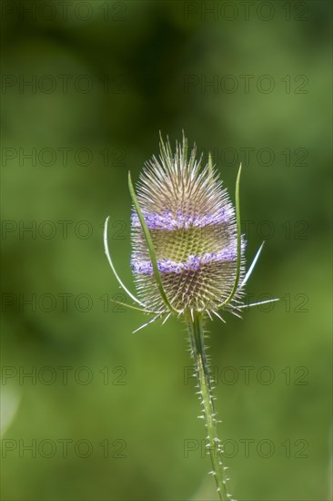 Wild cardoon