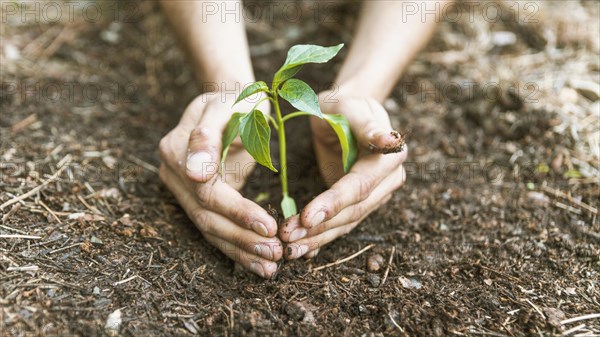 Crop hands saving sprout