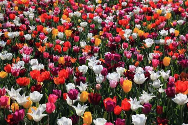 Many colourful tulips in one area