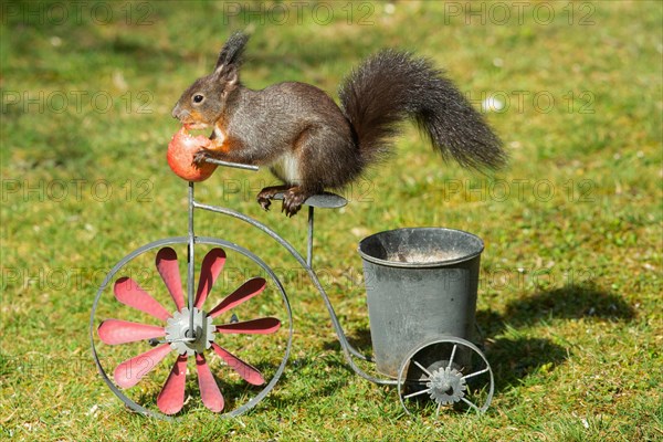 Squirrel eating apple on bicycle with pot sitting in green grass looking left