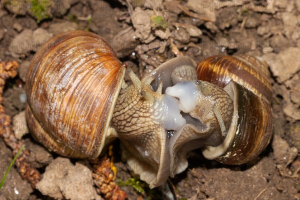 Roman snail two animals looking at each other during mating on the ground