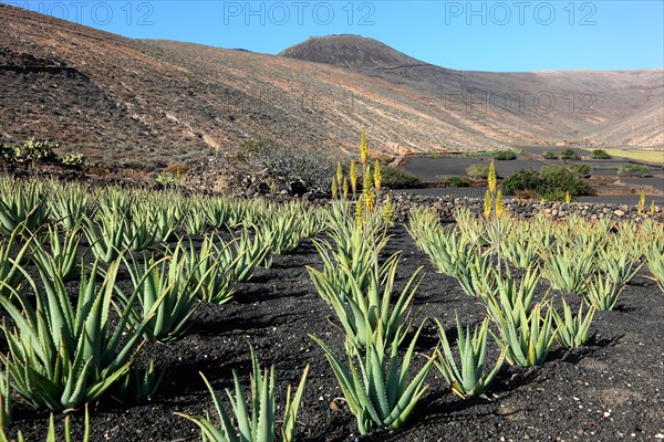 Aloe Vera Plantation at Orzola