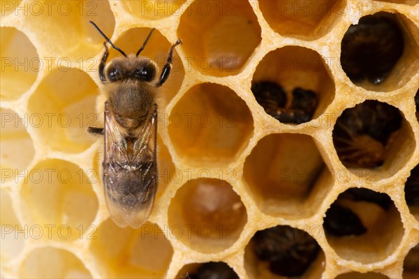 Honey bee sitting on honeycomb from behind