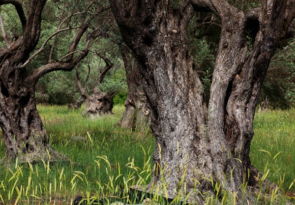 Old olive trees