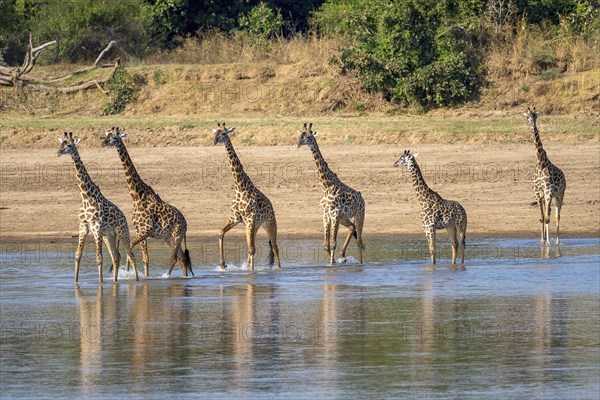 Rhodesian giraffe