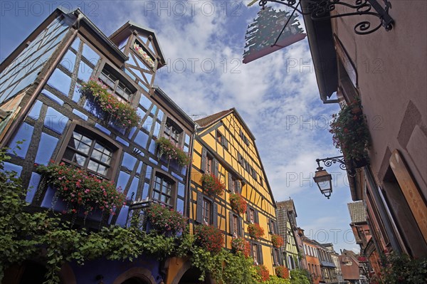 Colourful half-timbered houses in the historic old town of Riquewihr