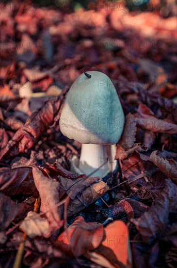 A young tuberous-leaved mushroom