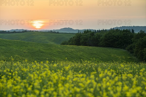 Fields at sunset