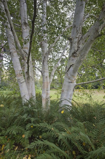 Himalayan birch