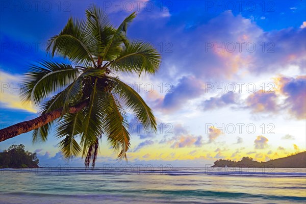 Overhanging coconut palm at sunset in the beautiful bay of Baie Lazare