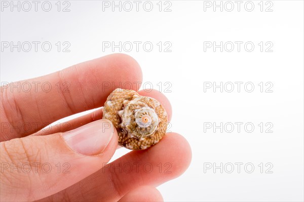Hand holding Beautiful sea shell on a white background