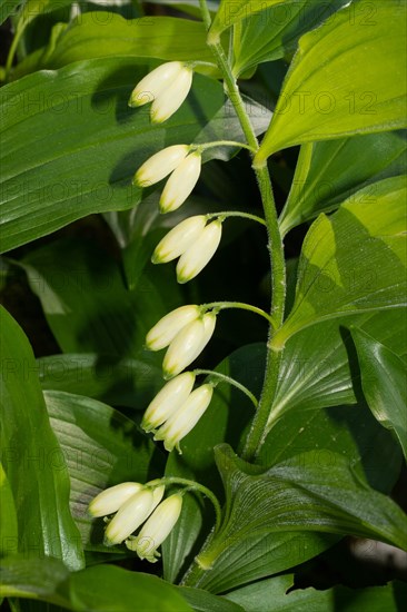 Solomon's seal Inflorescence with several white flowers in front of green leaves