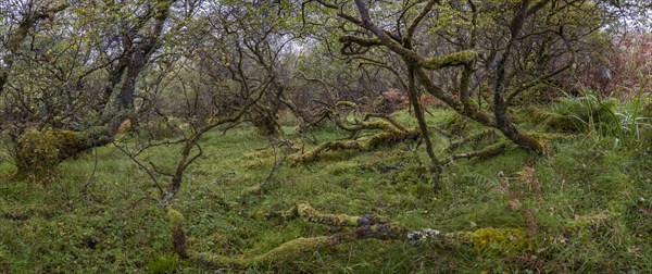 Forest with ferns in autumn