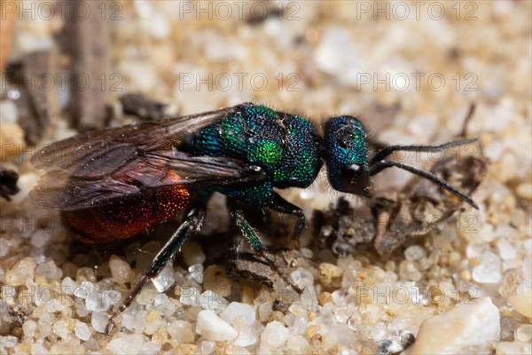 Common golden wasp sitting on sandy soil seen on right side