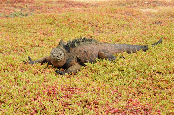 Galapagos Sea Lizard on Santa Cruz