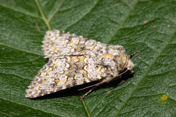 Blue-grey stone owl butterfly with closed wings sitting on green leaf looking right