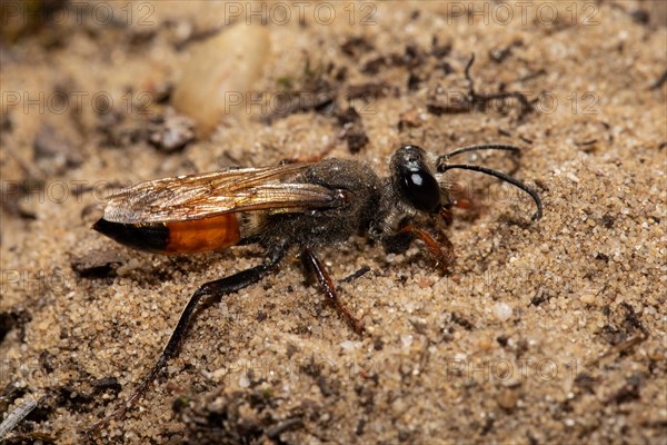 Grasshopper sand wasp seen on sandy soil on the right