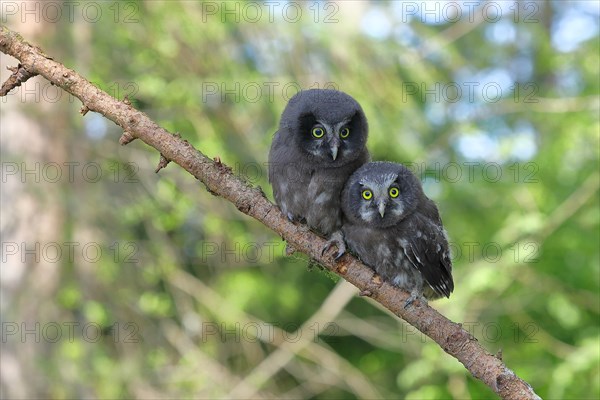 Tengmalm's Owl