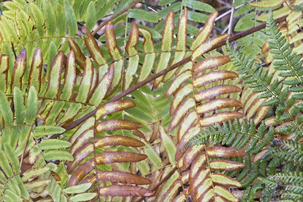 Royal fern