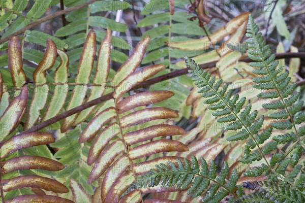 Royal fern