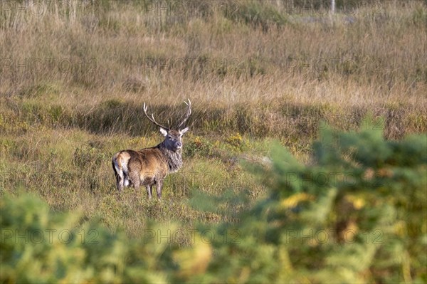 Red deer