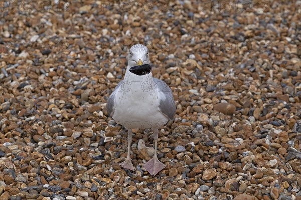 Seagull