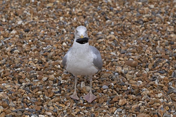 Seagull