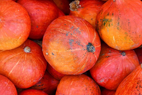 Bright red Kuri Hokkaido squashes in pile